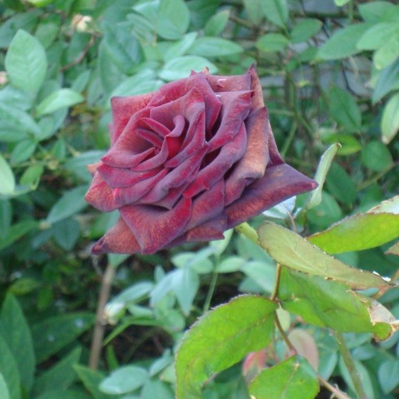 Meet your Posher, Red - Picture 1 of 1